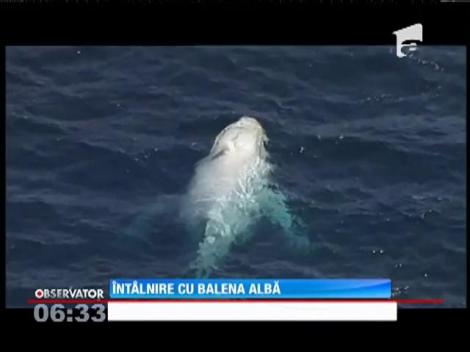 Spectacolul extrem de rar al unei balene albe în largul Coastei de Aur