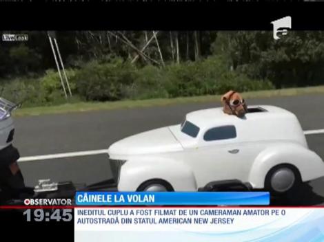 Câinele de la volan