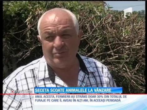 Seceta scoate animalele la vânzare