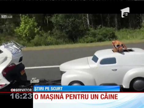Mașina pentru câini. Animalul de companie a fost plimbat ca un adevărat star de cinema!