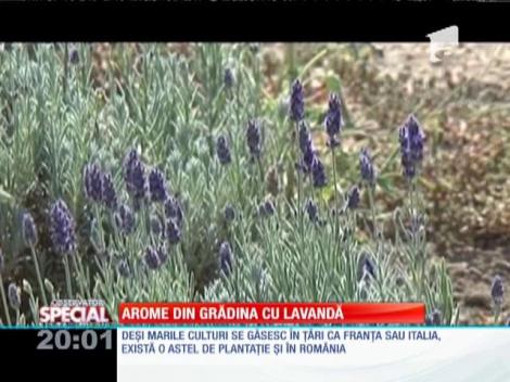 SPECIAL! Singura fermă de lavandă din Rom&acirc;nia se găseşte &icirc;n Satu Mare