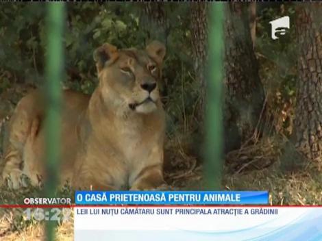 Grădina zoologică din Pădurea Gârboavele, noua casă pentru leii confiscaţi de la Nuţu Cămătaru