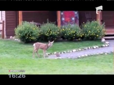 Un pui de căprioară şi un iepure, prieteni ca-n povești