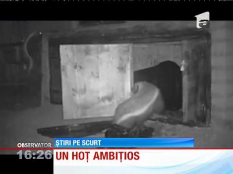 Bursuc prins la furat