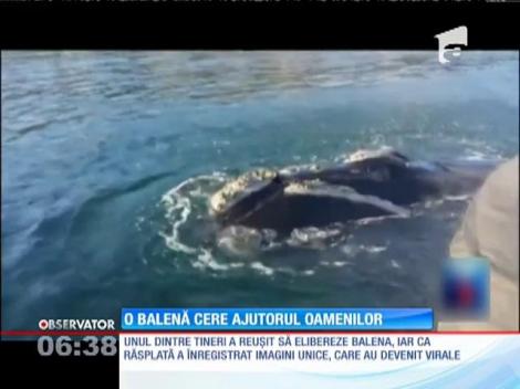 O balenă cere ajutorul oamenilor