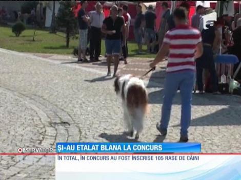 Concurs de frumusețe canină  la poalele cetăţii Alba Carolina