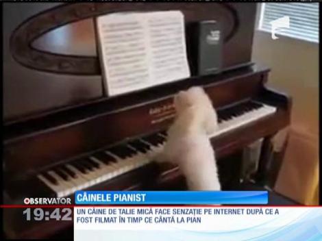 Câinele pianist