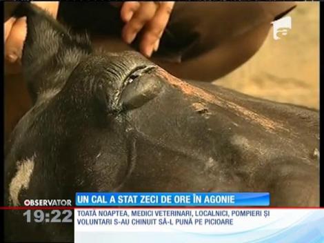 Mobilizare de forţe la Domneşti, în Ilfov, pentru salvarea unui cal