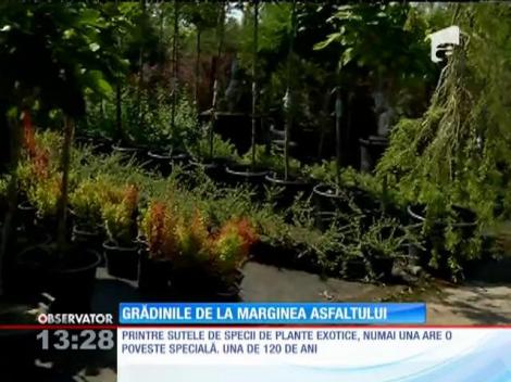 Gradina botanică de la marginea drumului