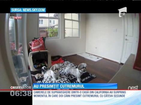 Câinii pot mirosi şi cutremurele. Iată dovada!