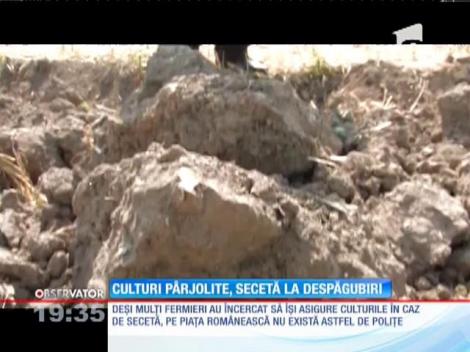 Pierderi mari aduse agricultorilor din cauza secetei