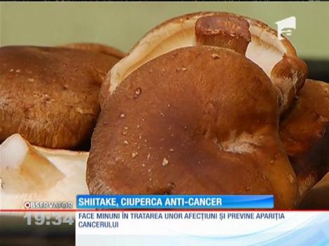 Ciupercile "anti-cancer", o afacere profitabilă