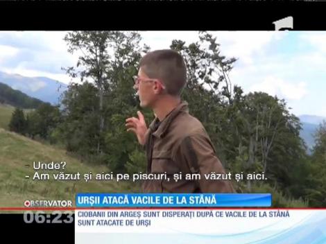 Urşii atacă vacile de la stână