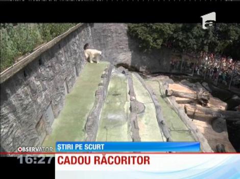 Crăciunul a venit cu 4 luni mai devreme pentru urşii polari de la o grădină zoo din Cehia