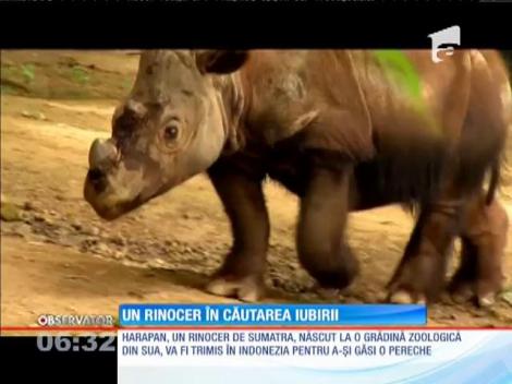 Rinocer trimis în Indonezia pentru a-şi găsi perechea