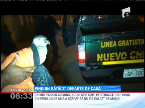 Pinguin rătăcit departe de casă
