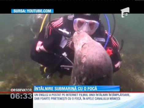 Un englez pasionat de înot s-a întâlnit cu o focă extrem de jucăuşă