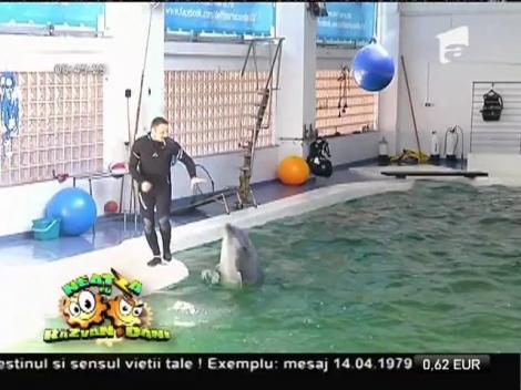 Delfinariul, un obiectiv din Constanța care nu trebuie ratat