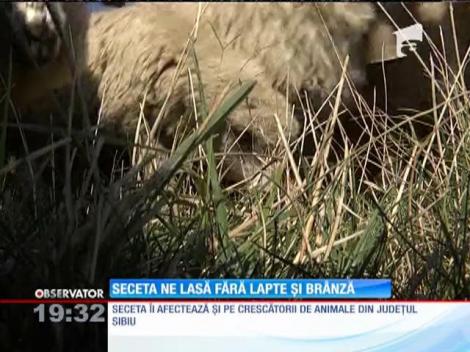 Seceta ne lasă fără lapte și brânză