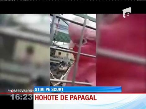 Un papagal, vedetă pe internet pentru că râde isteric