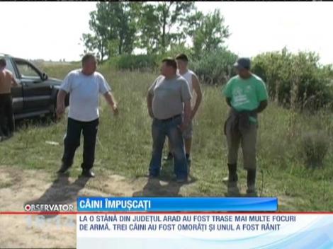 Scandal între ciobani şi vânători. 3 câini au fost ucişi iar un al patrulea rănit