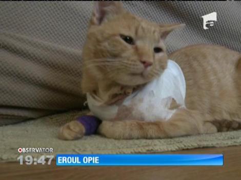 O pisică a încasat un glonţ în locul unui copil de numai 3 ani!