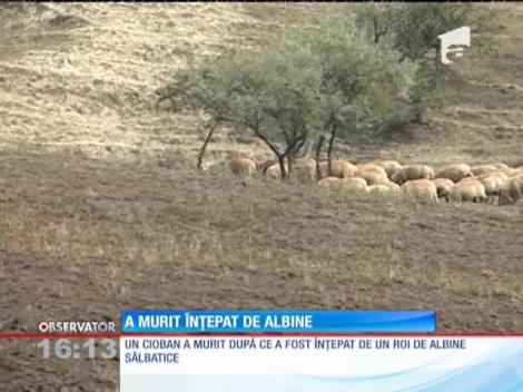 Un cioban din judeţul Alba a murit înțepat de albine