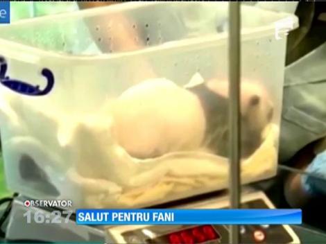 Un pui de panda, mascota grădini zoologice din China