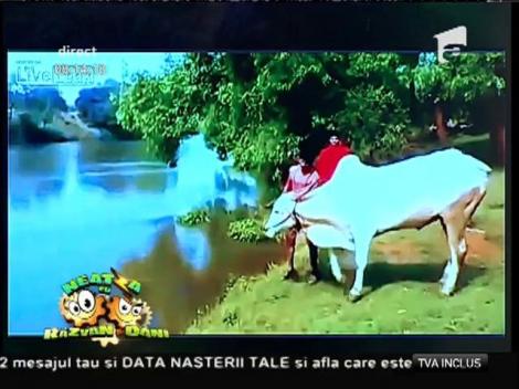 Smiley News: Cum face un bivol splash! Stăpânul îl urmează