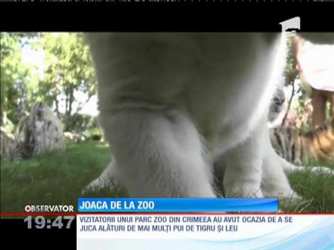 Vizitatorii unui parc zoo din Crimeea s-au jucat cu puii de tigru și leu
