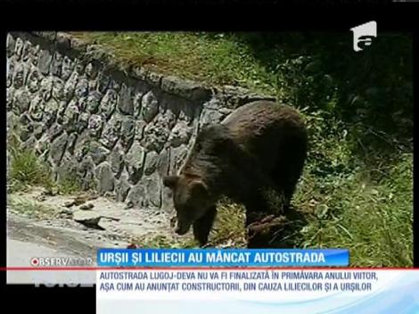 Urșii și liliecii au întrerupt lucrările autostrazii de la Deva la Lugoj