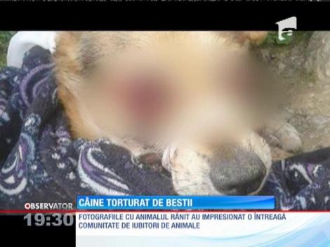 Un câine a fost torturat şi lăsat orb de niște necunoscuți