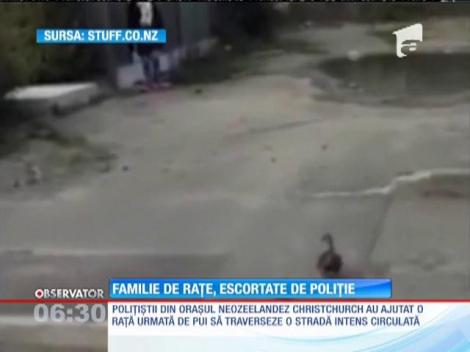 Familie de rațe, escortată de Poliție