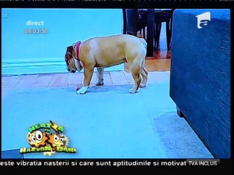 Smiley News: Cățelul somnoros