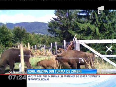 Pui de zimbru, născut în sălbăticie, în România