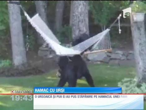 Câţiva urşi dornici de relaxare, atraşi de un hamac