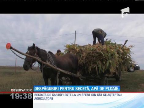 Agricultorii români se plâng că despăgubirile pentru secetă sunt insuficiente