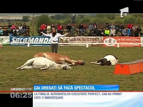 Caii dresaţi au făcut spectacol la "Zilele Ecvestre de la Gheorgheni"