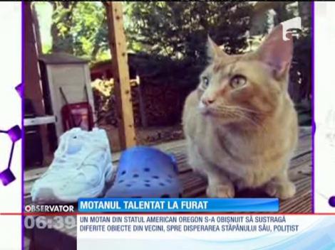 Un motan talentat la furat