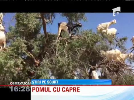 Arganul, copacul în care "cresc" capre