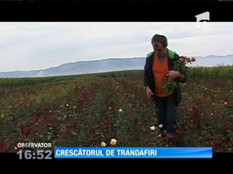 Crescătorul de trandafiri