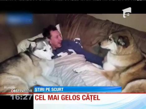 Cel mai gelos căţel