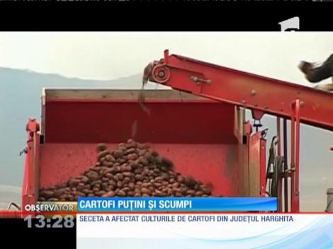 Seceta a afectat culturile de cartofi din judeţul Harghita