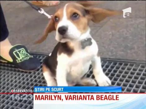 Marilyn Monroe, în varianta Beagle! Acest cățel de-a dreptul adorabil face înconjurul lumii pe internet