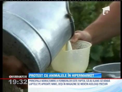 Protest cu animale în hipermarket! Prețul laptelui distruge fermele românești
