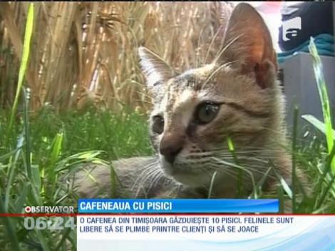 Cafenea amenajată special pentru pisici