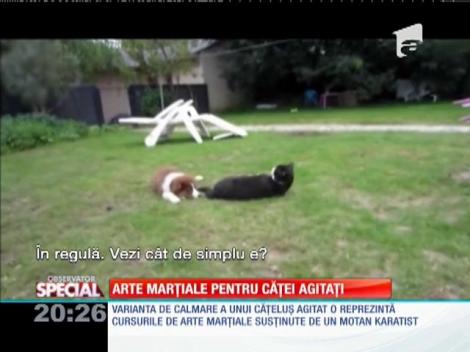 SPECIAL! Arte marţiale pentru căţei agitaţi