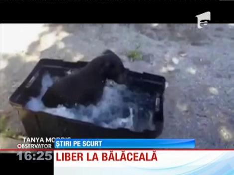 Liber la bălăceală pentru o corcitură de Labrador cu Jack Russell