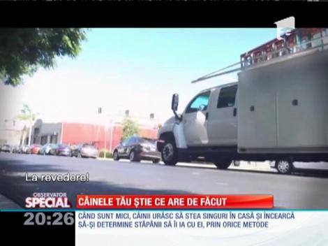 Special! Câinii urăsc să stea singuri în casă