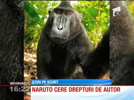 Drepturile de autor asupra selfie-urilor unei maimuţe se dispută în instanţă